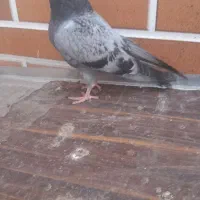 کبوتر کفتر پلاکی اصل رایگان میدم