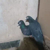 مجسمه زاغ سیستانی|مجسمه، تندیس، ماکت|زاهدان, |دیوار