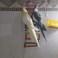 عروس هلندی