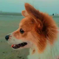 اشپیتز پامر|سگ|بندرعباس, |دیوار