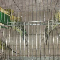 عروس هلندی و مرغ عشق انگلیسی.