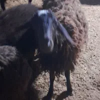 یک عدد( بره نر پروار )گوسفند بز میش فشند افشار