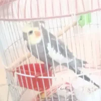 طوطی عروس|پرنده|سمنان, |دیوار