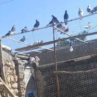 کفتر