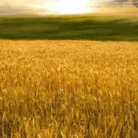 کار آنلاین