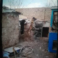 سگ گله|سگ|مشهد, شیرحصار|دیوار