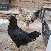 خروس