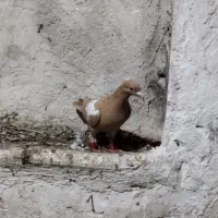 کبوتر کارل میولمنز