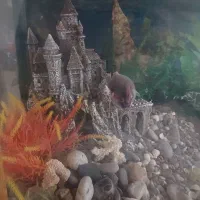 اکواریوم|ماهی|تهران, مختاری|دیوار