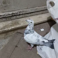 سینه سیاه  ماده درشت وآلمانی ذات دار