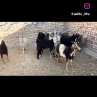 بز بزغاله بره میش قوچ|حیوانات مزرعه|جوادآباد, |دیوار