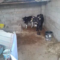 گاو محلی دورگ با ۴ کیلو شیر پر چرب وبا گوساله نر|حیوانات مزرعه|آق قلا, |دیوار