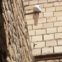 کفتر|پرنده|هزار مسجد, |دیوار