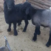 بره قوچی|حیوانات مزرعه|شیراز, حافظیه|دیوار