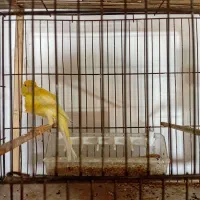 قناری نر تازه از لک دراومده ریزه میزنه