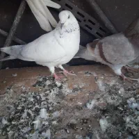 کبوتر تهرانی|پرنده|خاوران, |دیوار