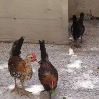 نیمچه خروس