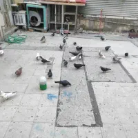 کبوتر|پرنده|شیراز, شاهچراغ|دیوار