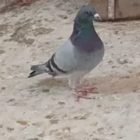 یال زرد نر مست و سبز پلاکی