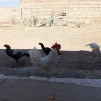 مرغ بلوچی ۶عدد خروس 1عددماکیان ۱عددگوچ|حیوانات مزرعه|ایرانشهر, |دیوار