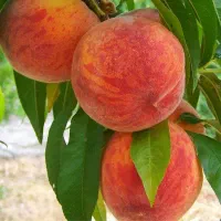 فروش نهال هلو با ضمانت اصالت نهال|خدمات باغبانی و درختکاری|ممقان, |دیوار