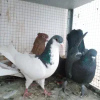 کفتر بهبهونی|پرنده|شیراز, گویم|دیوار