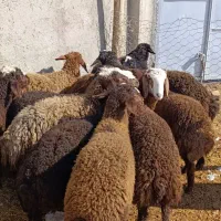 بره نر برای قربانی.شرط سلامت جیگر و گوشت