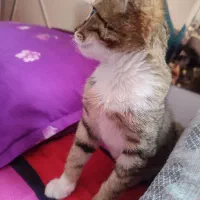 واگذاری فوری گربه خونگی