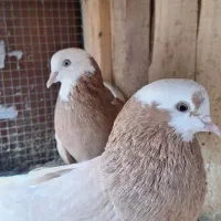 کبوتر، کفتر پرشی