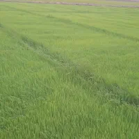 بذر شالی فجر