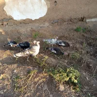 بوقلمون ماده محلی و جوجه۵ماهه|حیوانات مزرعه|سارال, |دیوار