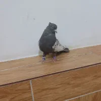 سینه قهوه نر