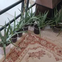 ۱۲گلدان الوئه ورا