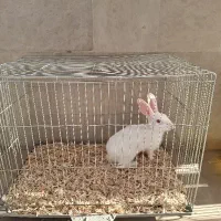 خرگوش