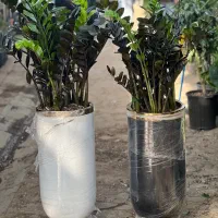 گل و گیاه بونسای فضای سبز بازار گل|گل و گیاه طبیعی|تهران, آهنگ|دیوار