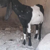 بزدوقلوزاه گلابی وسندی پاکستانی|حیوانات مزرعه|نیمروز, |دیوار