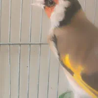 سهره گل بلند دوبر قفل|پرنده|شیراز, تندگویان|دیوار