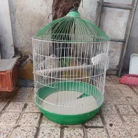 قفس پرنده ویروس هلندی