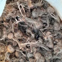 خرید و فروش بهترین پیاز منطقه ب شرط گلدهی بالا|خوردنی و آشامیدنی|خواف, |دیوار