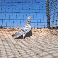 گرفتنی به شرط پرش|پرنده|سبزوار, غرب نیروگاه|دیوار