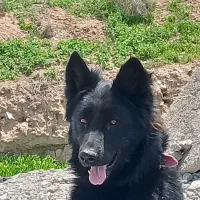 سگ ژرمن بلک