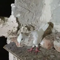 ۴ عدد کلفه سرور