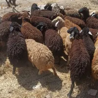 معتبر جایگاه زنده احشام گوسفند اقلا|حیوانات مزرعه|تهران, شمشیری|دیوار