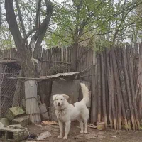 سگ شناسنامه دار اصیل|سگ|ماسال, |دیوار