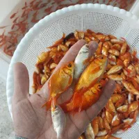 فروش عمده تنگ و ماهی قرمز ارسال سراسری