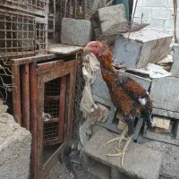 خروس چا بهاری|حیوانات مزرعه|بیکاه, |دیوار