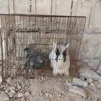 خرگوش و کبوتر