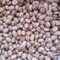 لوبیا چیتی درجه یک