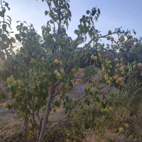 فروش باغ انگور و میوه