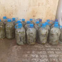 خیارشور